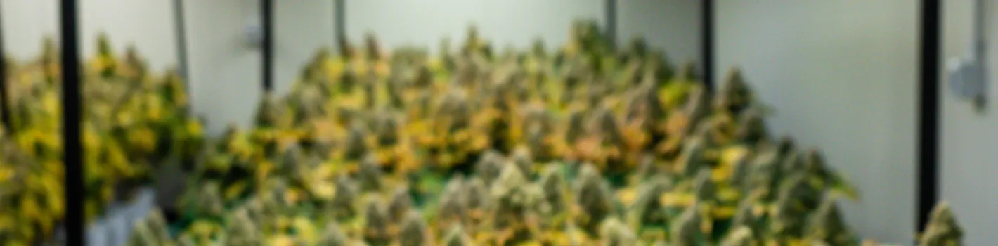 Wietplantagebanner